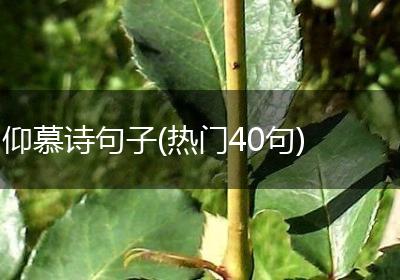 仰慕诗句子(热门40句)