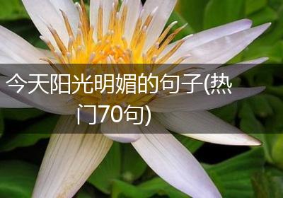 今天阳光明媚的句子(热门70句)
