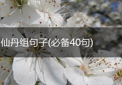 仙丹组句子(必备40句)