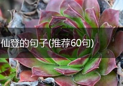 仙登的句子(推荐60句)