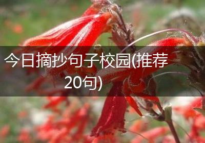 今日摘抄句子校园(推荐20句)