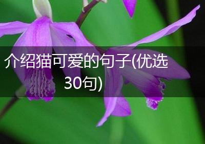 介绍猫可爱的句子(优选30句)
