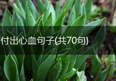 付出心血句子(共70句)