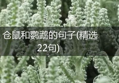 仓鼠和鹦鹉的句子(精选22句)