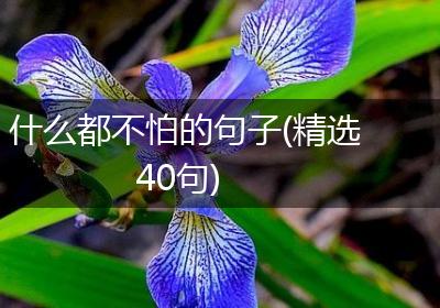 什么都不怕的句子(精选40句)