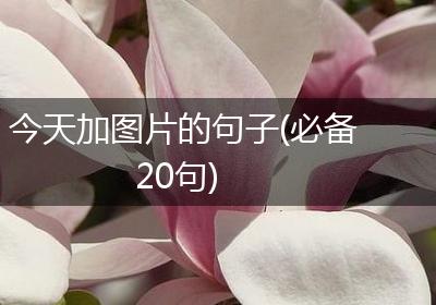 今天加图片的句子(必备20句)