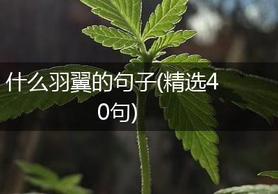 什么羽翼的句子(精选40句)