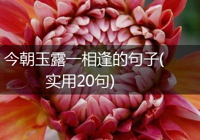 今朝玉露一相逢的句子(实用20句)