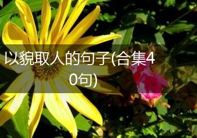 以貌取人的句子(合集40句)