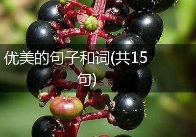 优美的句子和词(共15句)