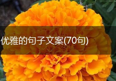 优雅的句子文案(70句)