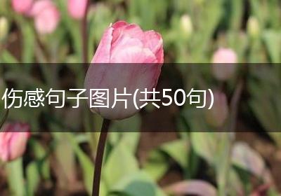 伤感句子图片(共50句)