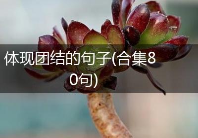 体现团结的句子(合集80句)