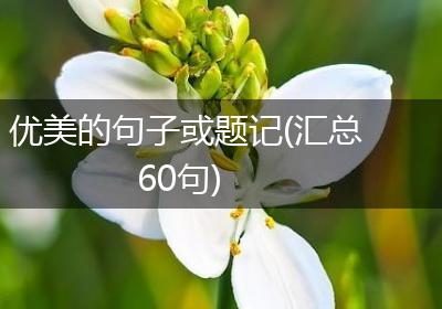 优美的句子或题记(汇总60句)
