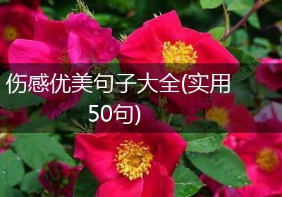 伤感优美句子大全(实用50句)