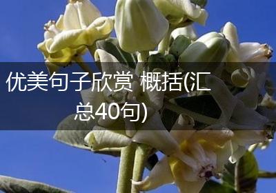 优美句子欣赏 概括(汇总40句)