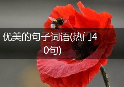优美的句子词语(热门40句)