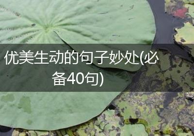 优美生动的句子妙处(必备40句)