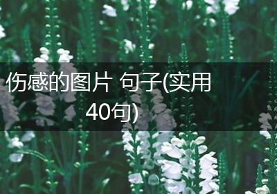 伤感的图片 句子(实用40句)