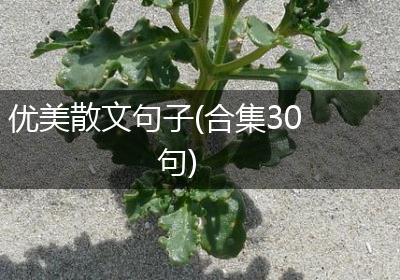 优美散文句子(合集30句)