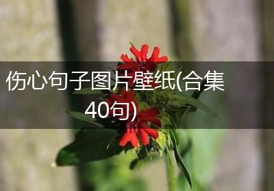 伤心句子图片壁纸(合集40句)
