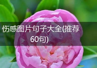 伤感图片句子大全(推荐60句)
