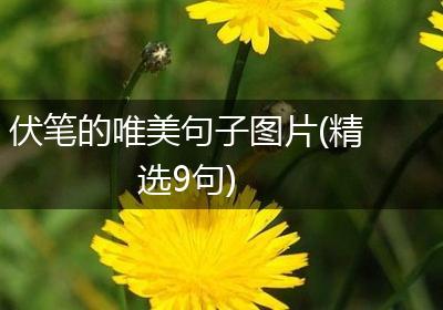 伏笔的唯美句子图片(精选9句)