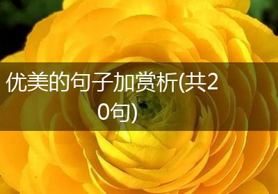 优美的句子加赏析(共20句)