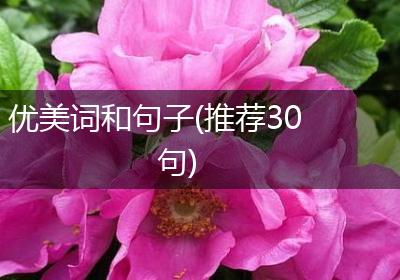 优美词和句子(推荐30句)