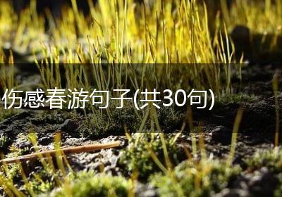 伤感春游句子(共30句)