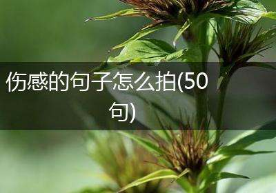 伤感的句子怎么拍(50句)