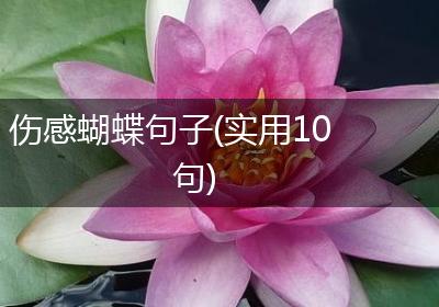 伤感蝴蝶句子(实用10句)