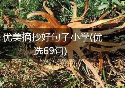 优美摘抄好句子小学(优选69句)