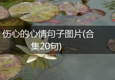 伤心的心情句子图片(合集20句)