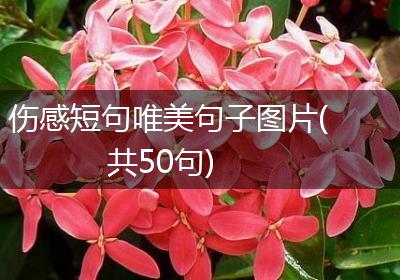 伤感短句唯美句子图片(共50句)
