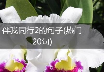 伴我同行2的句子(热门20句)