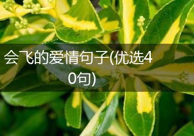 会飞的爱情句子(优选40句)