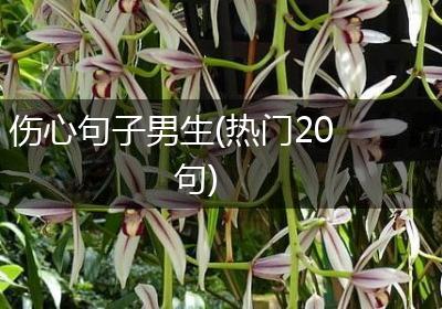 伤心句子男生(热门20句)