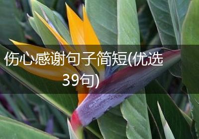 伤心感谢句子简短(优选39句)