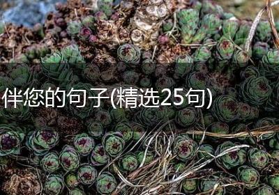 伴您的句子(精选25句)