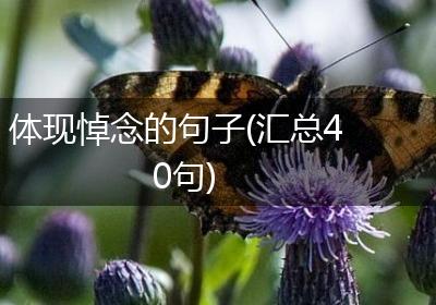 体现悼念的句子(汇总40句)