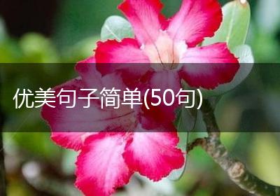 优美句子简单(50句)