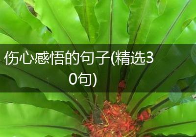 伤心感悟的句子(精选30句)