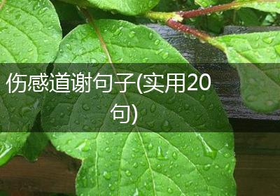 伤感道谢句子(实用20句)