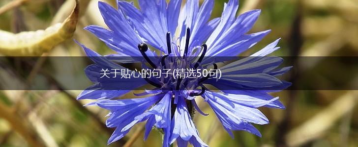 关于贴心的句子(精选50句),第1张