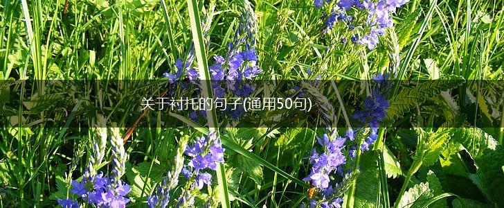 关于衬托的句子(通用50句),第1张
