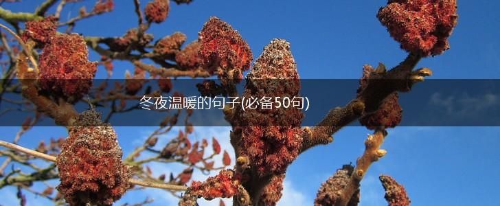 冬夜温暖的句子(必备50句),第1张