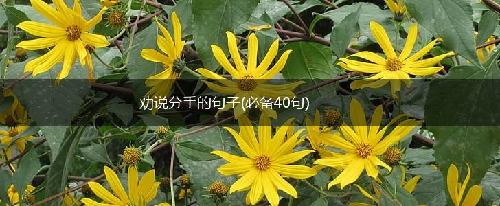 劝说分手的句子(必备40句),第1张