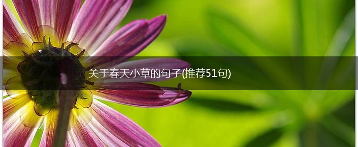 关于春天小草的句子(推荐51句),第1张