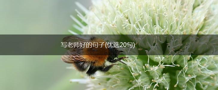 写老师好的句子(优选20句),第1张